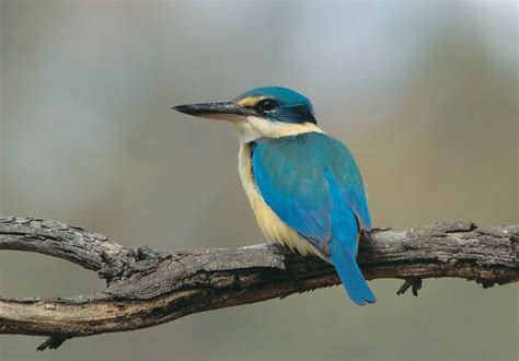 Kingfisher, Small lizards, Birds