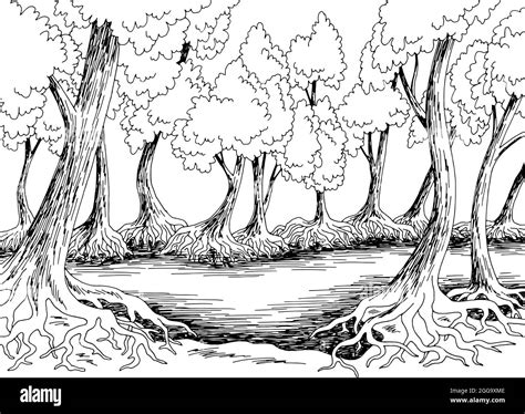 Mangrove jungle forest river graphic black white landscape sketch illustration vector Stock ...