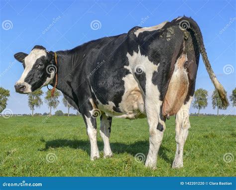 Side Rear View of a Cow with Full Udder, Rope Around Her Neck, Standing ...