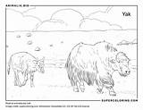 Yack  Faits Alimentation Habitat & Photos Sur Animaliabio sketch template