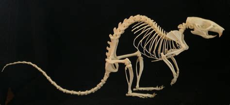 Squelette de Rat / Rat Skeleton (Rattus norvegicus)♀ | Flickr