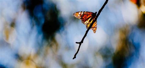 Goleta Butterfly Grove, Goleta | Roadtrippers