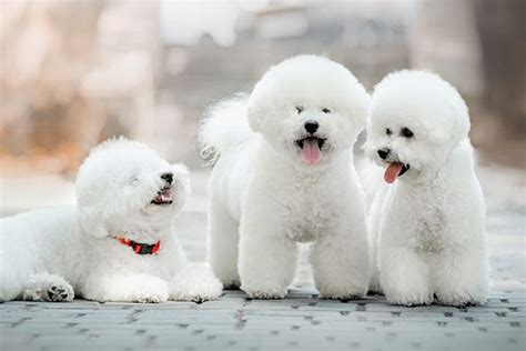 Bichon Frisé » Dog Breed Profile: Size, Lifespan, Shedding