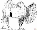 Bactrian camel coloring page  Free Printable Coloring Pages sketch template