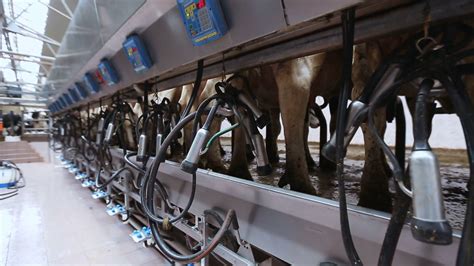 farm equipment for milking cows Stock Video Footage - Storyblocks