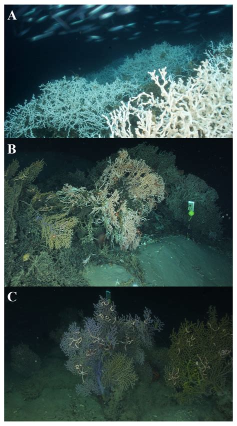 The influence of different deep-sea coral habitats on sediment macrofaunal community structure ...