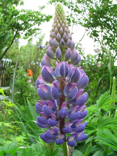 Lupine with fish eye lens | My new Canon Powershot SX150 IS … | Flickr