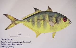 ILP ANGLERS: SALTWATER : DEMERSAL MARINE SPECIES