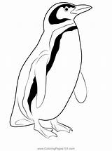 Young Penguin Coloring Page For Kids  Free Penguins Printable sketch template