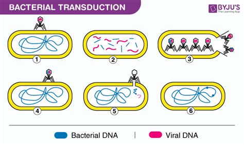 Difference between Transfection and Transduction