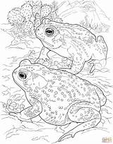 Sonoran Desert toad coloring page  Free Printable Coloring Pages sketch template