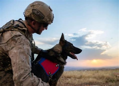 Army Dogs: These are the 10 breeds of adorable dog that make the best military dogs - including ...