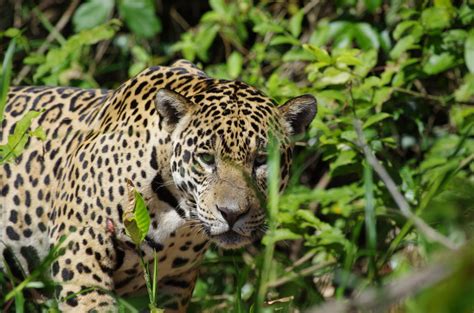 The Gran Chaco: Paraguay's hope for jaguar conservation - S.P.E.C.I.E.S.