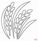 Rice Coloring Pages Sheets Grain Printable Colouring Food Breakfast  sketch template