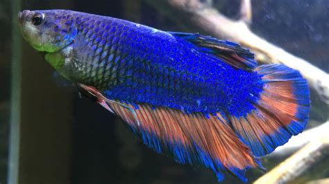 The Complete King Betta Care Guide | Fishkeeping World