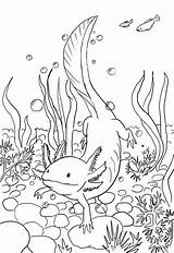 Download Axolotl coloring For Free  Designlooter 2020 ‍🎨 sketch template