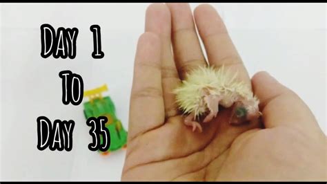 Cockatiel Growth Stages - YouTube