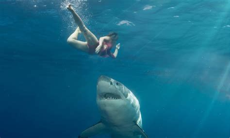 A Complete List of Shark Attacks in Florida So Far in 2022 - A-Z Animals