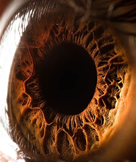 Human Iris closeup : r/pics