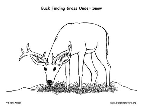 Buck Eating Grass Under Snow – Coloring Nature