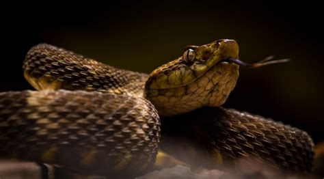 Top Facts About the Fer de Lance Snake