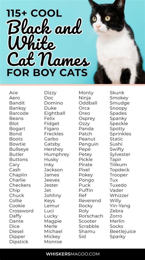 Cool Black Cat Names - Terry-has-Yoder