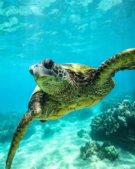 Loggerhead Turtles Could Soon Gain Protection Under the Endangered Species Act | OC Shelter Pets