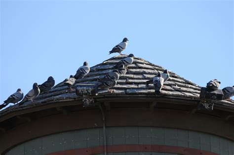 Close-up Of Pigeons On Water Tower Free Stock Photo - Public Domain Pictures