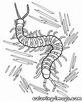 Centipede Coloring Page At GetDrawings  Free download sketch template