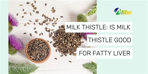 Is Milk Thistle Good For Fatty Liver (Benefits and Dosage) - Allbe Canada