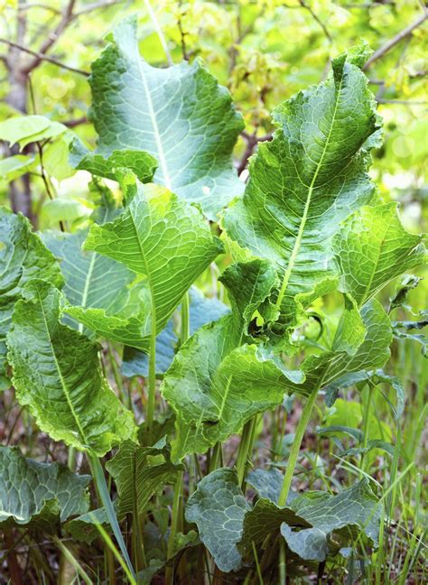 Horseradish | Encyclopedia Of Herbology