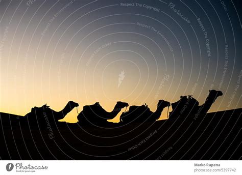 Silhouette of four camels in a desert - a Royalty Free Stock Photo from Photocase