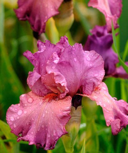 Best bearded iris varieties: 12 stunning types to try | Homes & Gardens