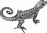 Lizard Coloring Page 31  Wecoloringpagecom sketch template