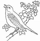 Bird coloring Pages To Download And Print For Free sketch template