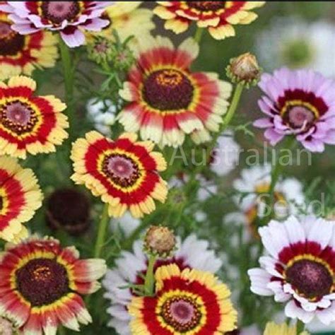 CHRYSANTHEMUM carinatum - Rainbow Single Mix, buy | Australian Seed