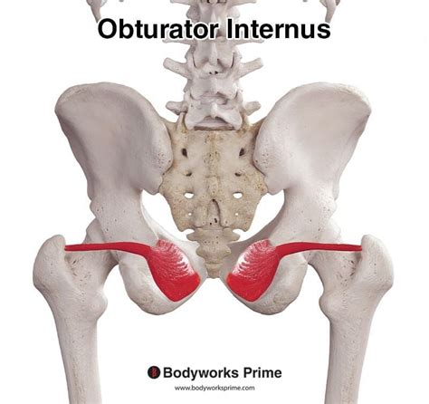 Obturator Internus Muscle Anatomy - Bodyworks Prime