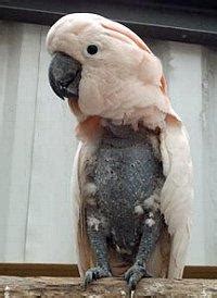 Cockatoo Pulling Out and Chewing Feathers: How to Stop Your Bird ...