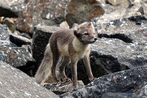 Photo: Arctic fox with summer pelt