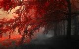 Rojo hojas de otoño bosque árboles HD wallpaper #15 - 1920x1080 Fondos de descarga - Rojo hojas ...