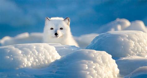 How Do Arctic Foxes Hunt In Snow?