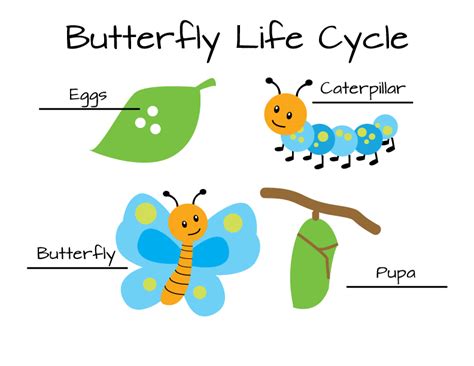 Erika Brent Sage & Zoo - Butterfly Life Cycle Download