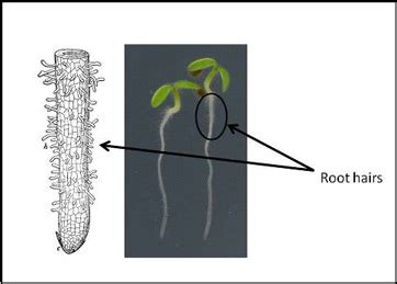 Root Hair Cell Function : Structure of Animal and Plant Cells - Pass My ...