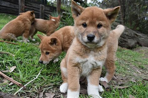 Meet 5 new dingo puppies born at the Australian Reptile Park - Australian Geographic