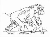 Apes In The Forest Coloring Page  ColoringBay sketch template
