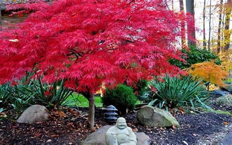 Buy Red Dragon Dwarf Japanese Maple - FREE SHIPPING - For Sale Online ...