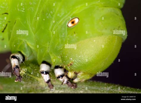 Head of a caterpillar Stock Photo - Alamy