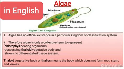 Structure Of Algae With Diagram Algae