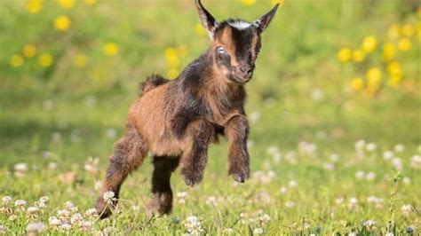 Farm Animals' Gentle Way of Greeting New Baby Goats Is So Touching ...