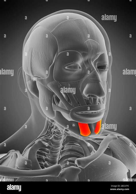 Mentalis muscle, illustration Stock Photo - Alamy